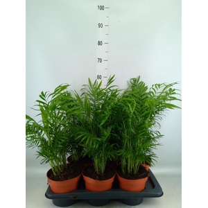 Chamaedorea elegans