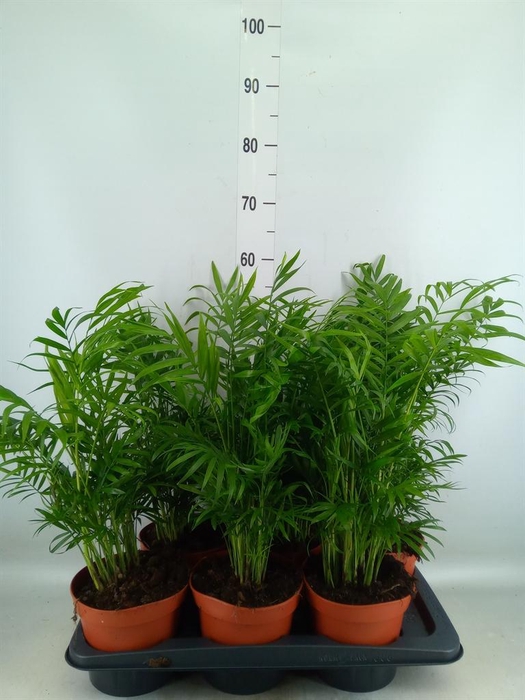 <h4>Chamaedorea elegans</h4>