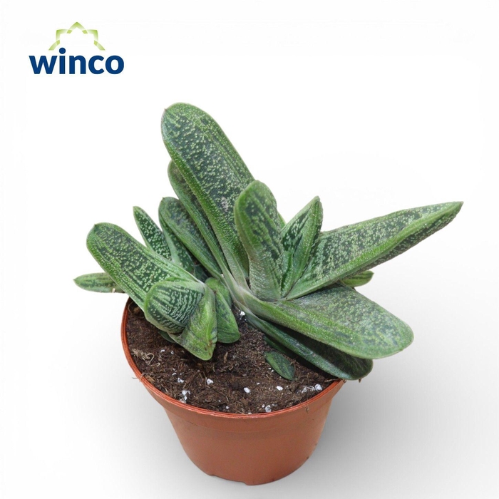 <h4>Gasteria Little Warthii</h4>