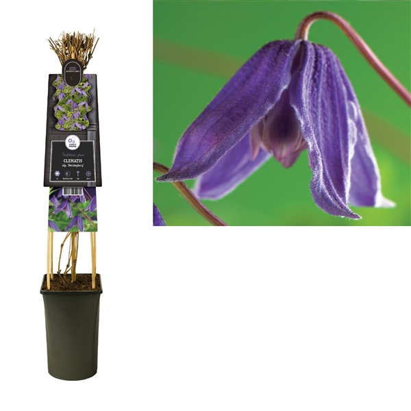 <h4>Clematis alp. 'Helsingborg' +3.0 label</h4>