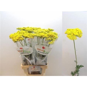 Achillea F Park Variety