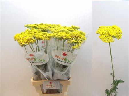 <h4>Achillea F Park Variety</h4>