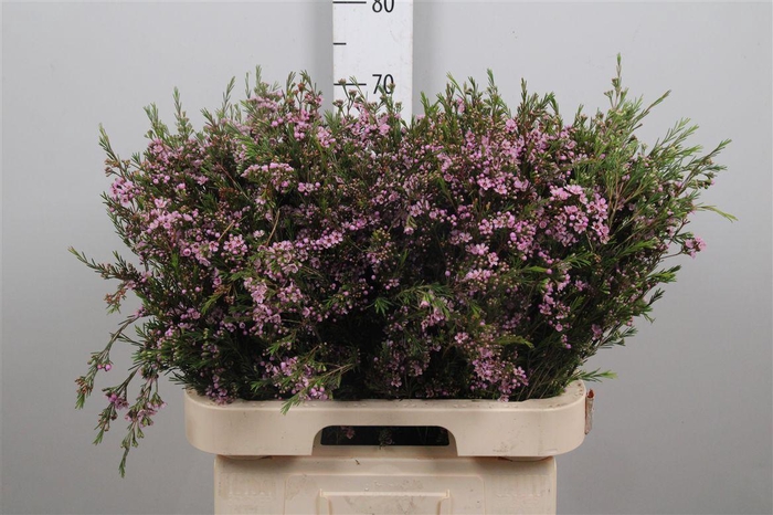 <h4>Chamelaucium Uncinatum 'hili'</h4>