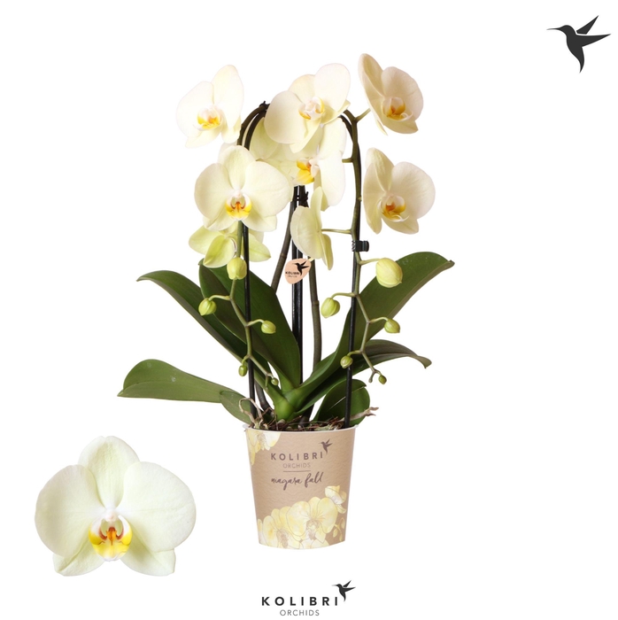 <h4>Kolibri Orchids Cascade Niagara Fall yellow 2 spike</h4>