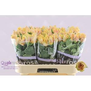 R Gr Golden Mustard