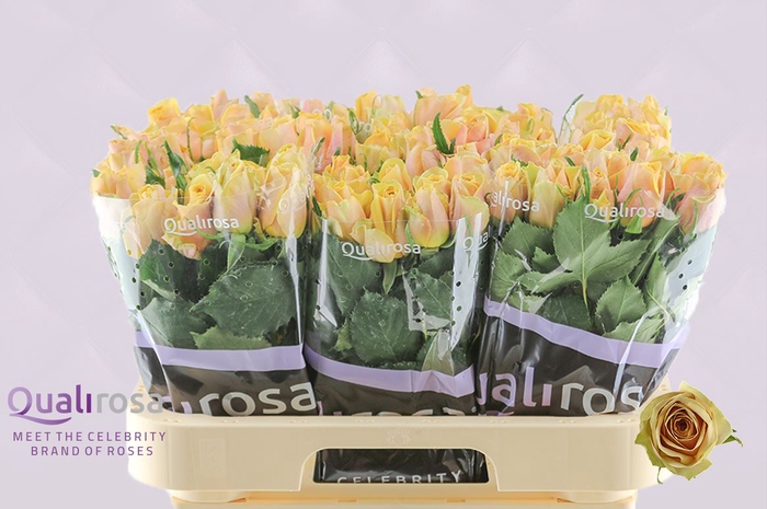 <h4>R Gr Golden Mustard</h4>