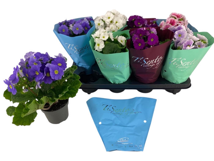 <h4>PRIM OB GEM</h4>