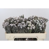 Kaaps Groen Silver Brunia