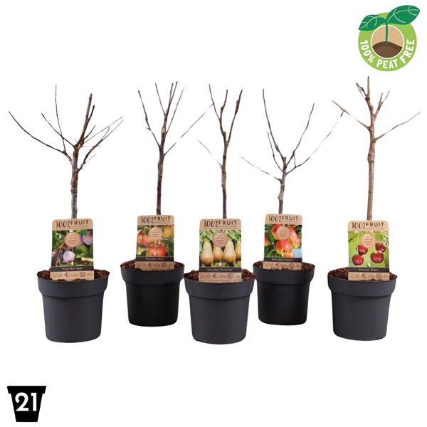 <h4>Groot fruit mix Patio '100% fruit'</h4>