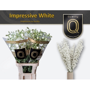Delphinium DU 'Dewi imp White'