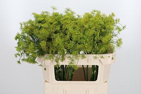 <h4>Anethum Graveolens</h4>