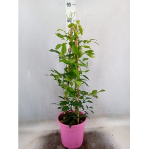 Pandorea jasminoides