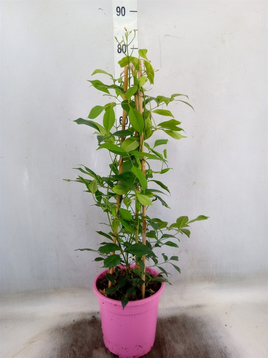 <h4>Pandorea jasminoides</h4>