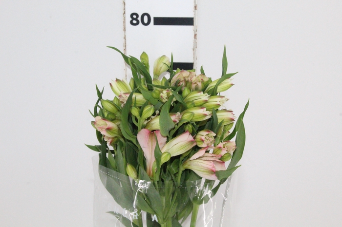 <h4>ALSTROEMERIA PAPILLON 080 CM ROSA</h4>