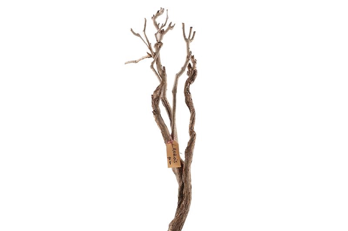 Syringa Branch Extra Lesueur
