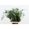 ASPARAGUS EXTRA VEREN
