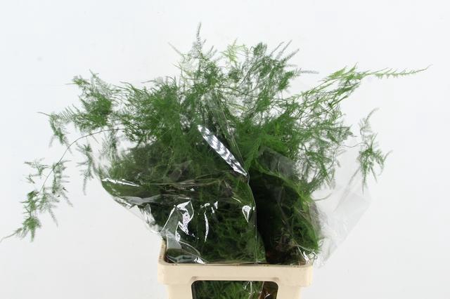 ASPARAGUS EXTRA VEREN