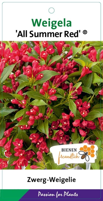 Weigela overig