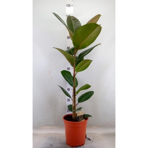 Ficus elastica 'Robusta'