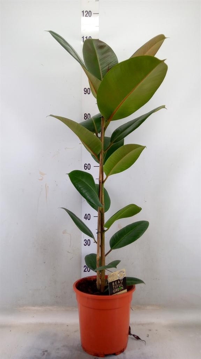<h4>Ficus elastica 'Robusta'</h4>