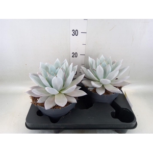 Echeveria  'Mexican Giant'