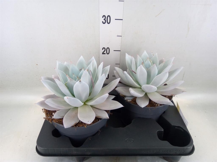 <h4>Echeveria 'Mexican Giant'</h4>