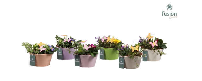 <h4>Voorjaar zink diverse kleuren met arrangement 24uur levertijd</h4>