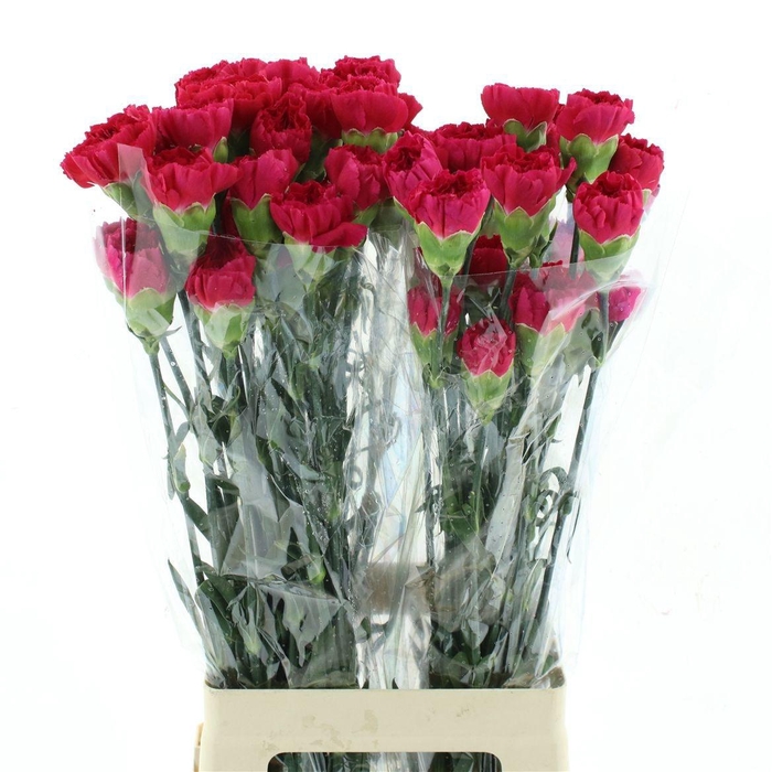 <h4>DI ST BIZET</h4>