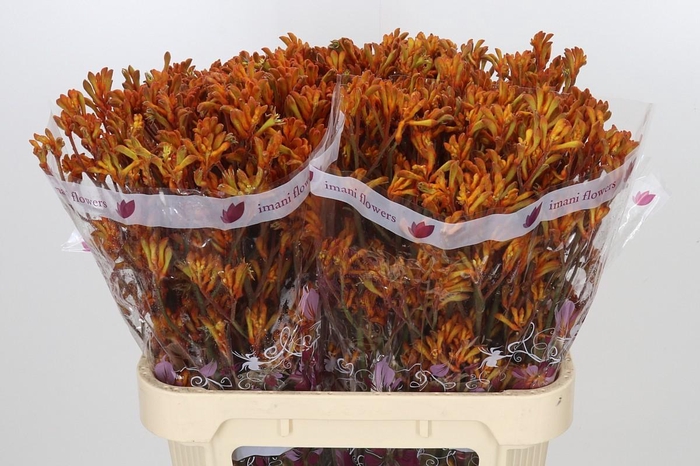 <h4>Anigozanthos Orange</h4>