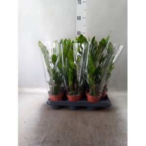 Zamioculcas zamiifolia