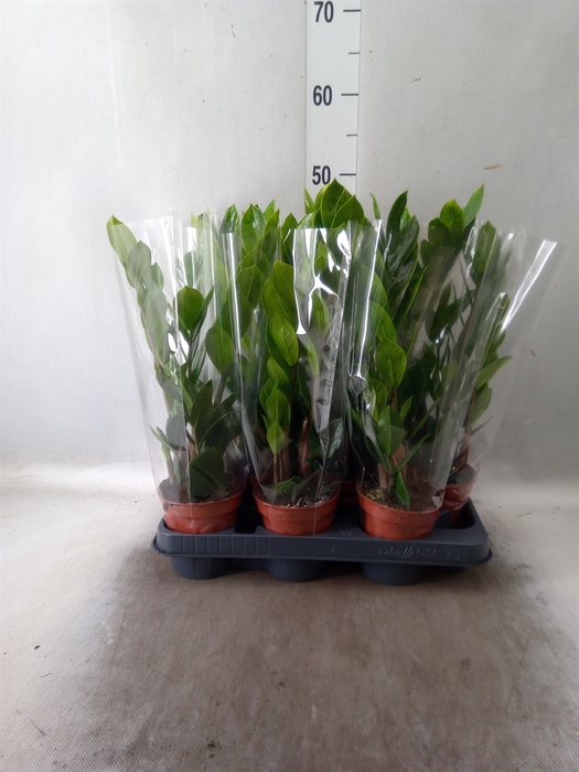 <h4>Zamioculcas zamiifolia</h4>