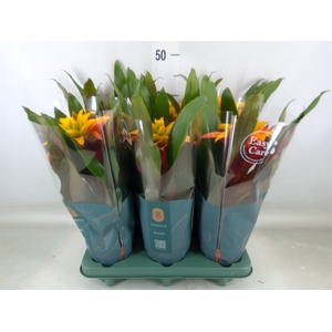 Guzmania  'Fiero Yellow'