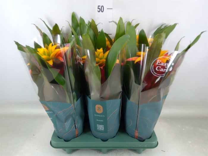 <h4>Guzmania  'Fiero Yellow'</h4>