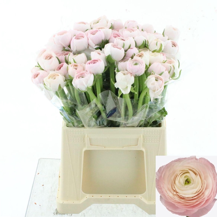 <h4>RAN SU HANOI</h4>