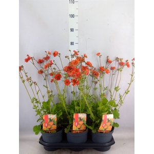 Geum  'Scarlet Tempest'