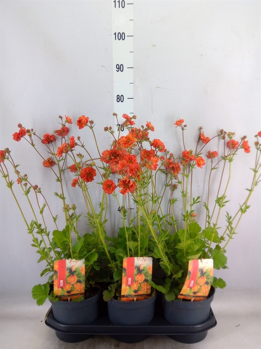 <h4>Geum  'Scarlet Tempest'</h4>