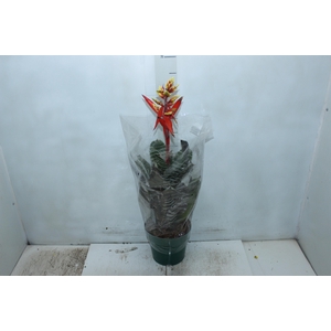 AECHMEA CHANTINI BLACK P17