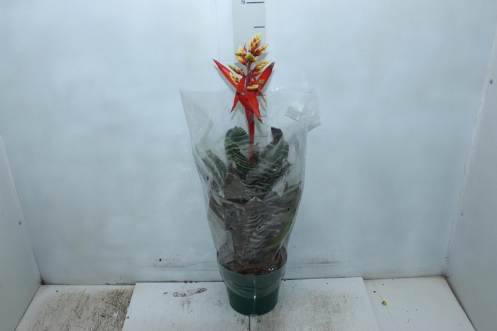 <h4>AECHMEA CHANTINI BLACK P17</h4>