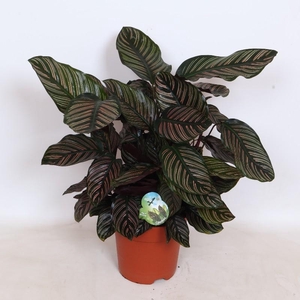 Calathea Sanderiana