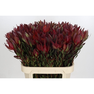 Leucadendron Saf Sunset Dark R.Spray