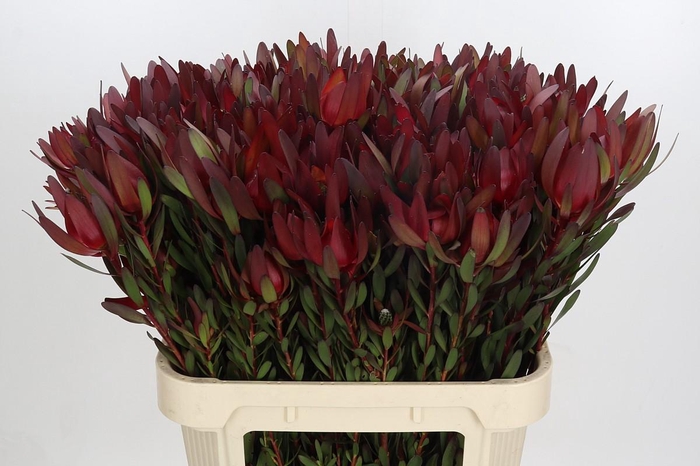 <h4>Leucadendron Saf Sunset Dark R.Spray</h4>