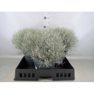 Leucophyta brownii