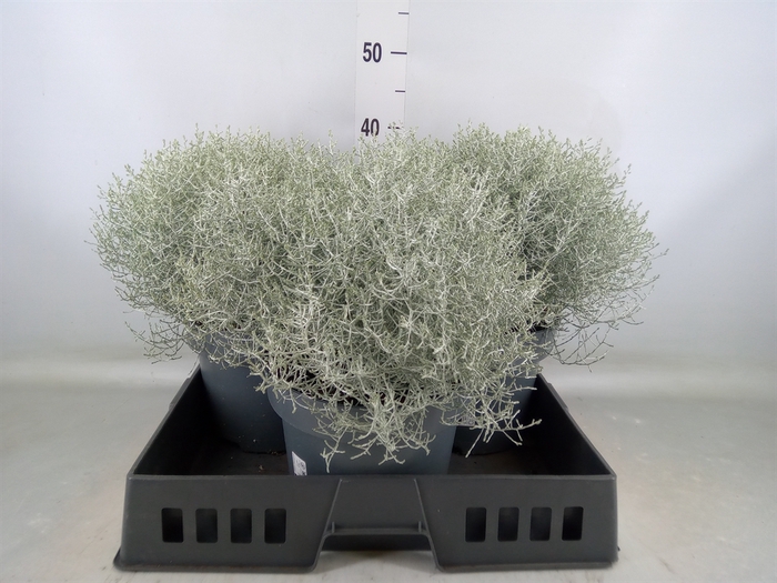 <h4>Leucophyta brownii</h4>