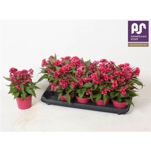 Celosia argentea Hot Topic Pink