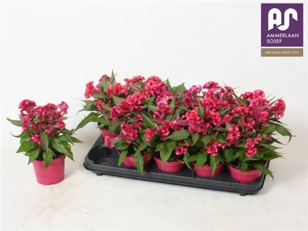 <h4>Celosia argentea Hot Topic Pink</h4>