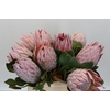 Protea Cynaroides