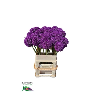 ALLIUM AMBASSADOR
