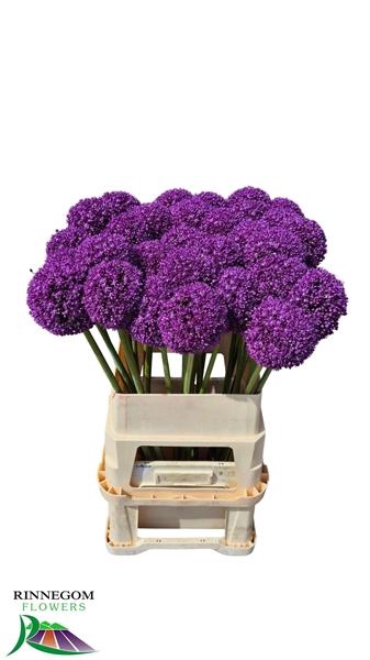 <h4>ALLIUM AMBASSADOR</h4>