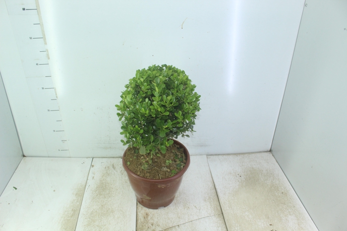 <h4>BUXINHO P24</h4>