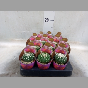Cactus   ...